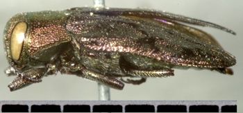 Media type: image;   Entomology 8113 Aspect: habitus lateral view